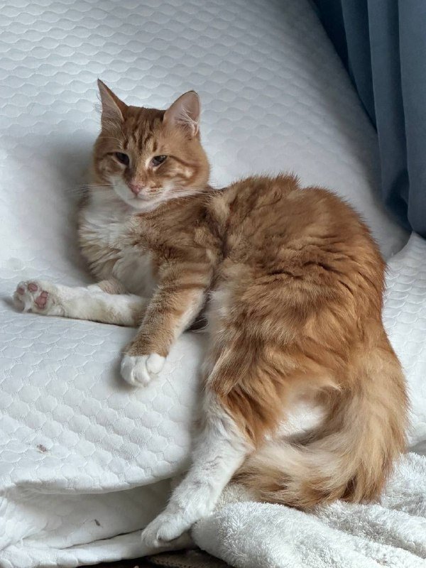 Кот Чупс, 3-4 года, в добрые руки