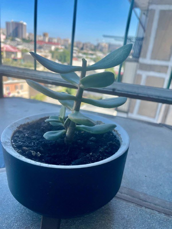 Сансевиерия, Чайная Роза, Канна лилия, Хлорофиум, Герань, Толстянки 7