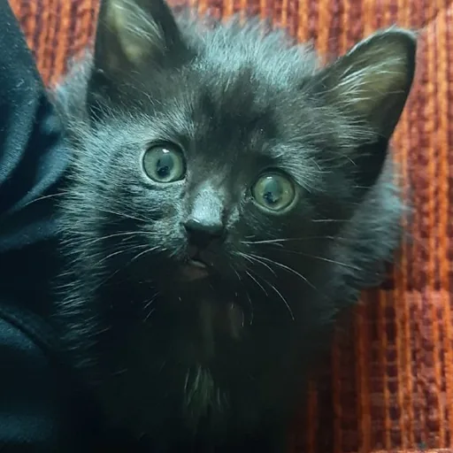 Котенок