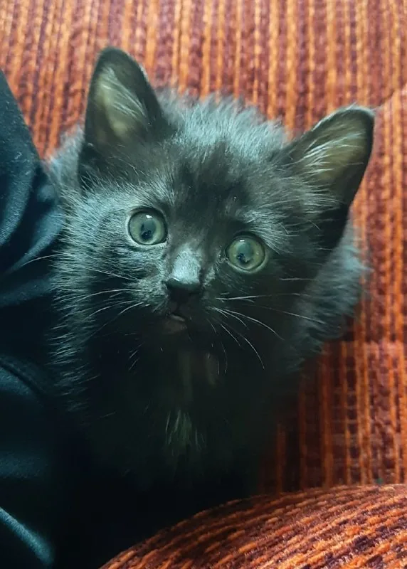 Котенок 1