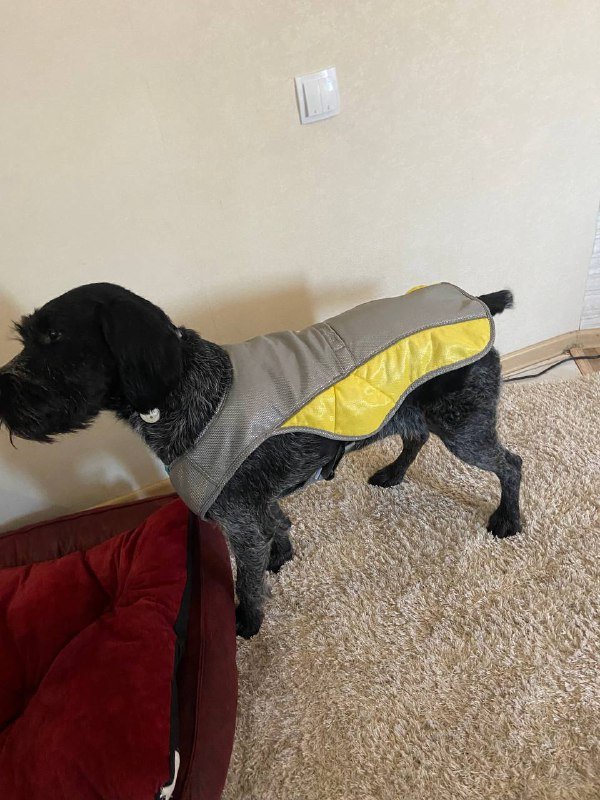 Расческа, фурминатор, охлаждающая попона для собак 5