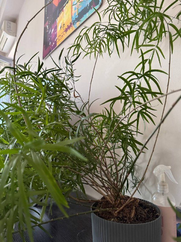 Аспарагус перистый большое комнатное растение 3