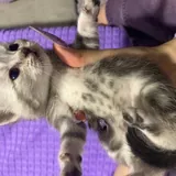 Шотландские котята 9
