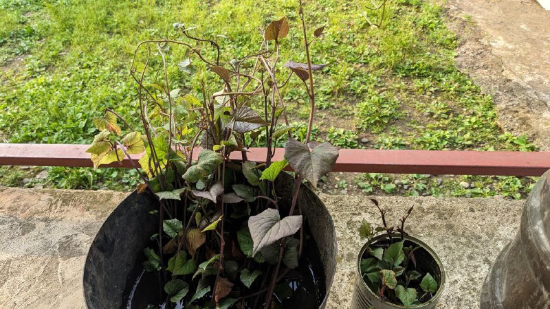 Рассада батата готовая к высадке 2