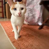 Молодой ласковый котик с разными глазами ищет дом 2