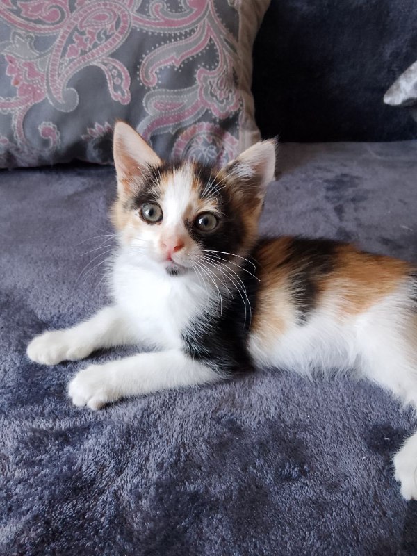 Котёнок Лилу ищет дом