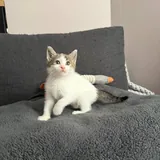Котёнок-девочка ищет любящих хозяев 1