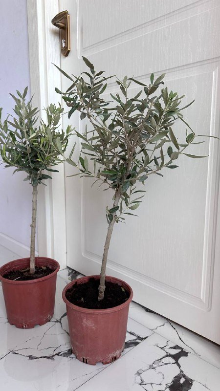 Дерево Олива 55 см без горшка 3