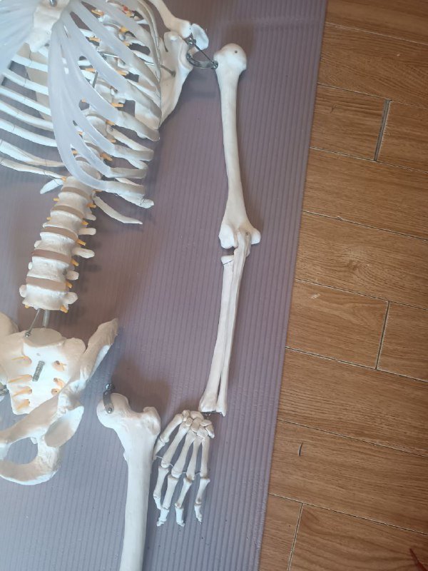 Анатомический скелет человека 170 см 3