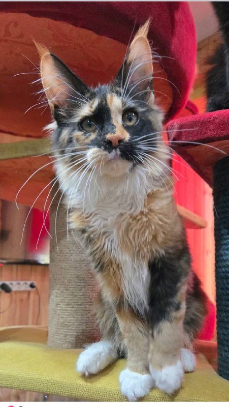 Котята мейнкун 3 месяца 3