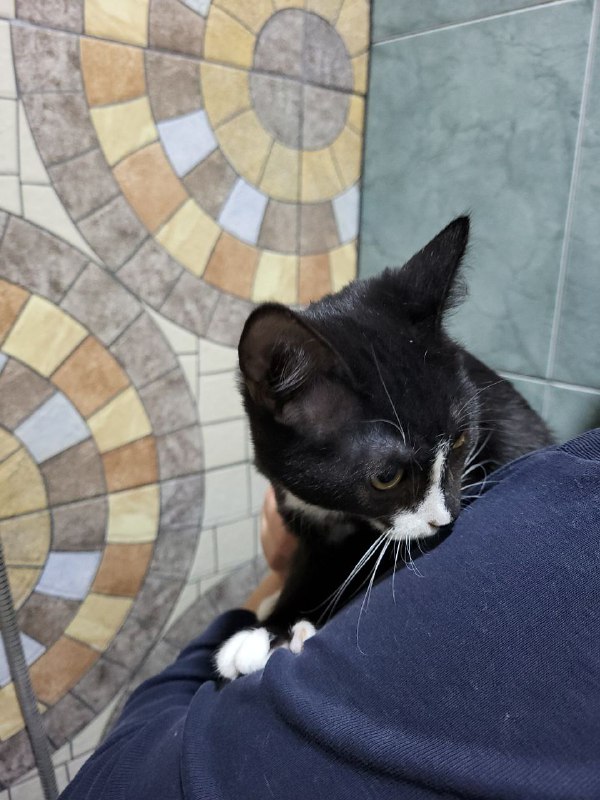 Котята ищут дом 2