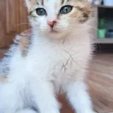 Трёхцветная кошечка Тэйси 3