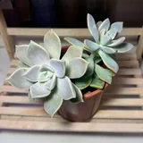 Суккуленты, монстеры 3