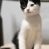 Котёнок Флеш 1