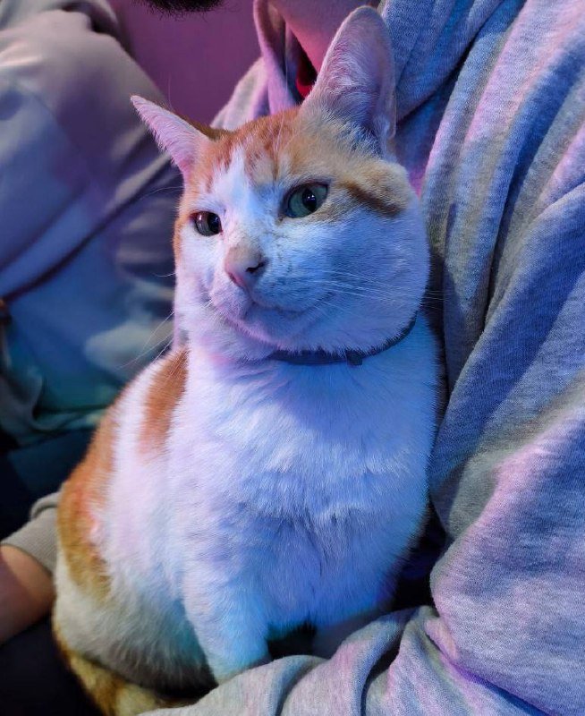 Кот Профессор ищет дом