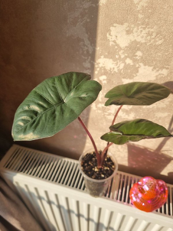 Алоказия Юкатан Принцесс, цветочные горшки пластиковые 3