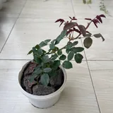 Растения 4
