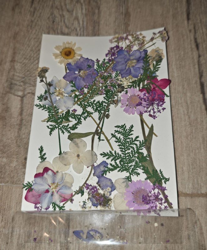 Сухоцветы для рукоделия