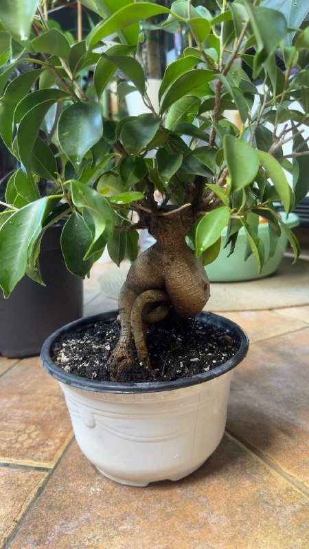 Два фикуса Гинсенг и Фикус эластика абиджан 3