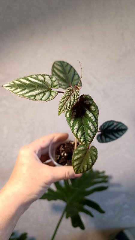 Растения: Циссус триколор, Сингониум, Фикус Мелани