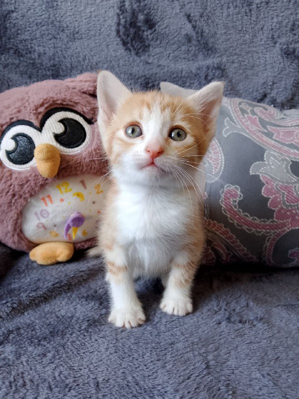 Kittens Mira, Benya, and Luchik for adoption 5