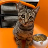 Котенок 4