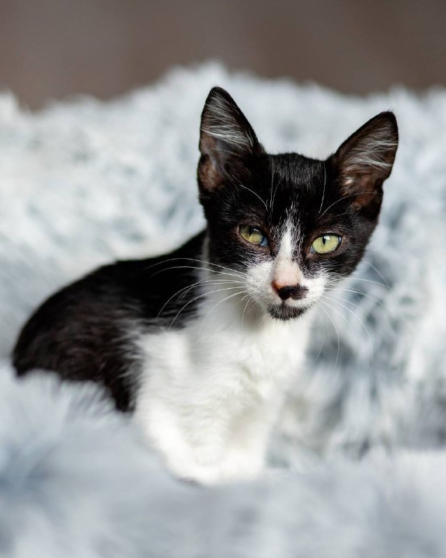 Котёнок Оскар ищет дом 2