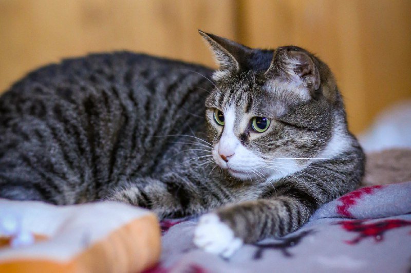 Задорный Ирис и нежная Грета кошки на пристройство