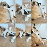 Котёнок Крошка 4