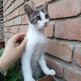 Котенок Космо 4