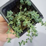 Традесканция, седум, суккуленты, каллизия, монстера, попугай 2