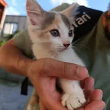 Кошка и котенок 5