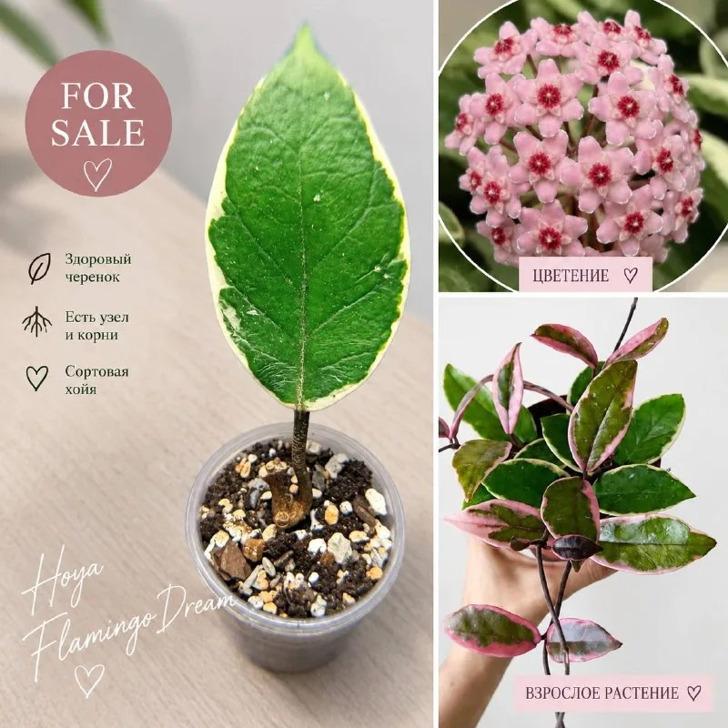 Хойя Flamingo Dream, Hoya australis ‘Lisa’ 1