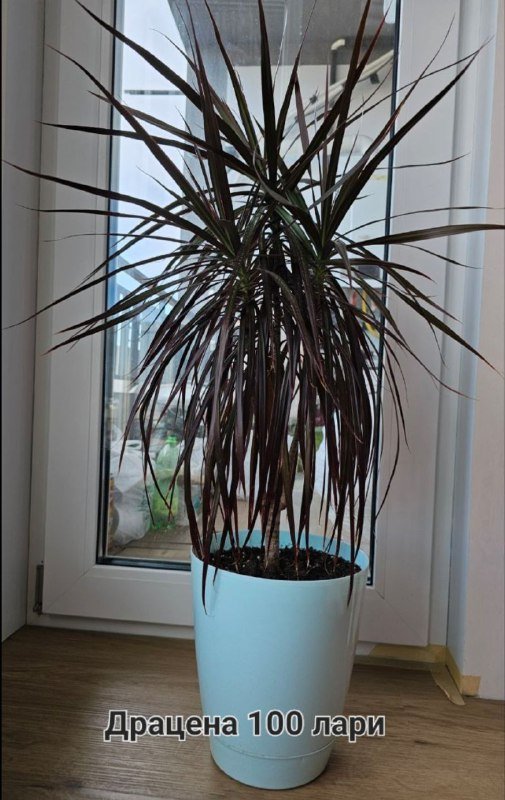 Фикус эластика, Драцена большая и маленькая, Денежное дерево Толстянка 3