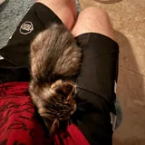 Котенок нуждается в помощи 3