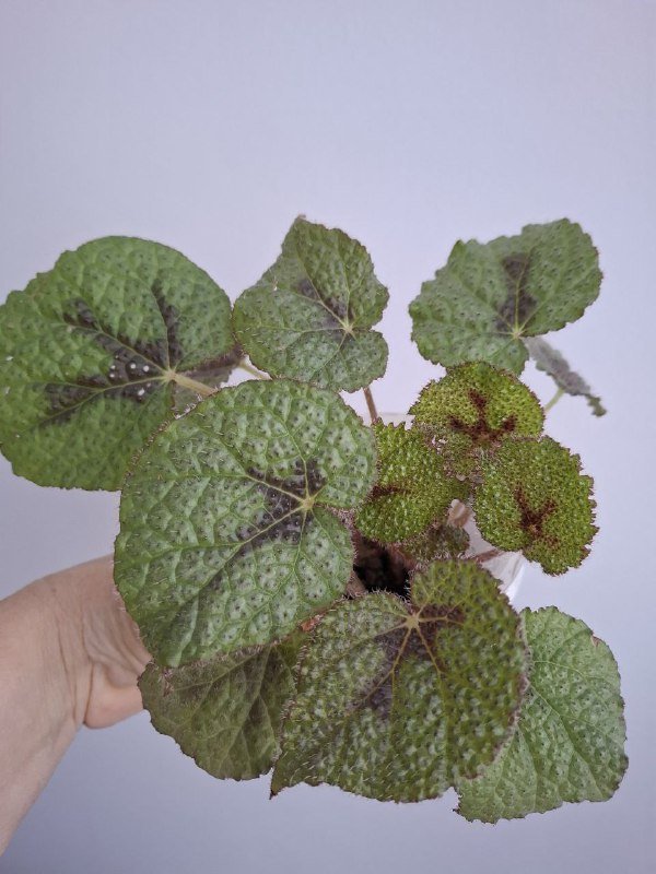 Строманты, монстеры, бегонии, суккуленты 8