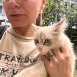 Котята, кот 4