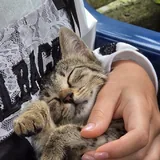 Котенок Маруся 1