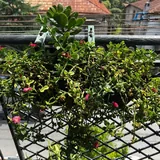 Комнатные и балконные растения и цветы 4