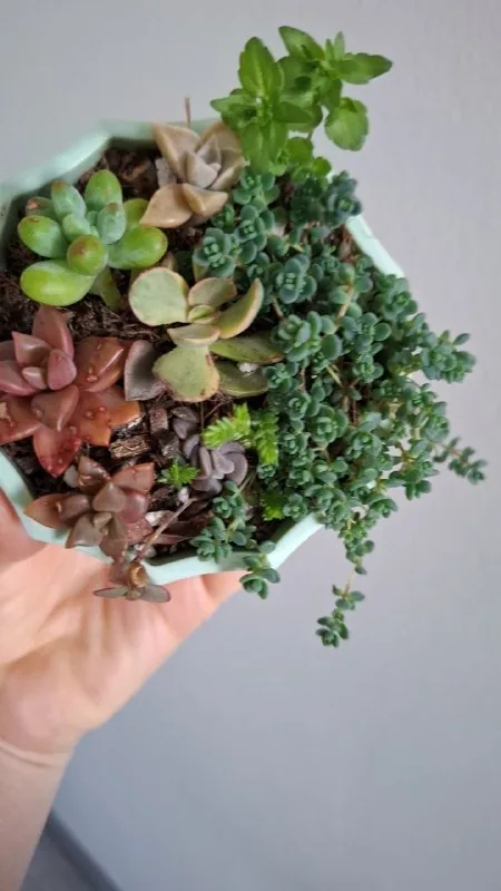 Суккуленты, традесканция, дерево любви, кактус 6
