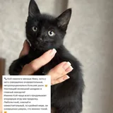 Котята Ник и Кай 3
