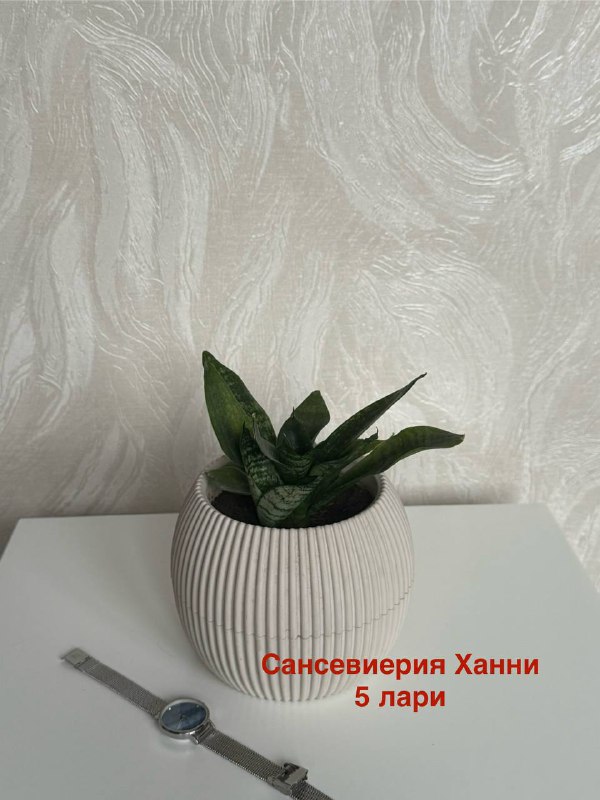 Комнатные растения Авокадо, Гибискус, Фикус, Спатифиллум, Сансевиерия 3