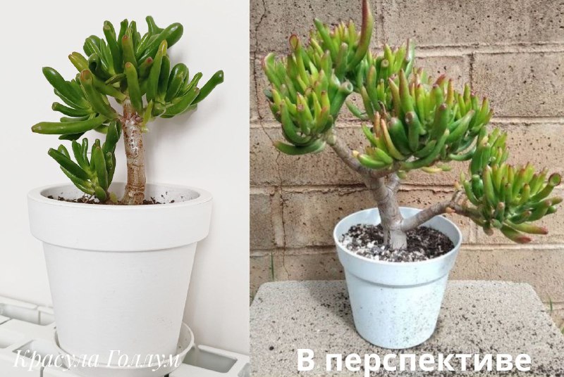 Суккуленты, Красула Голлум, Пеларгония, Красула Овата, Декабрист 2
