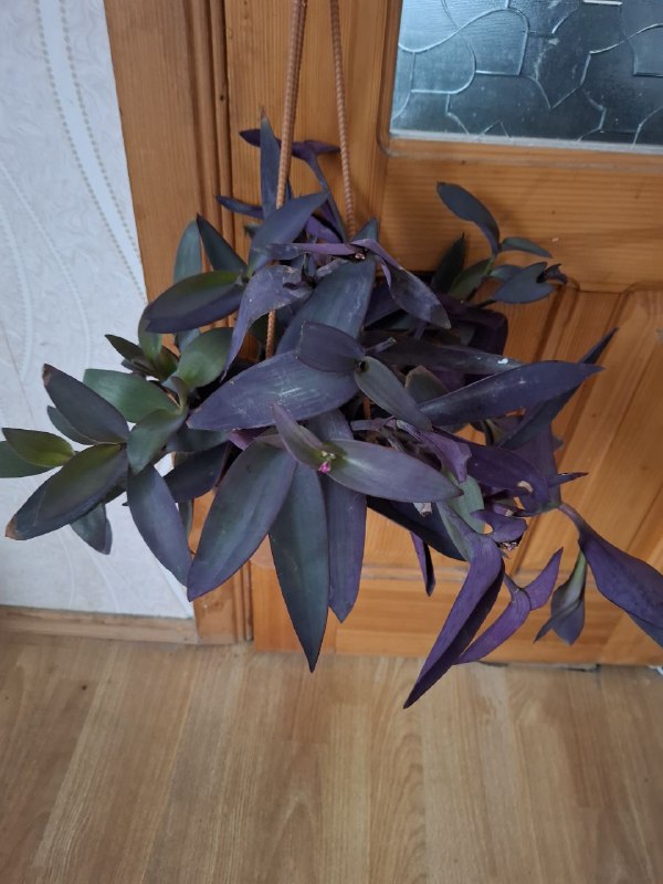 Монстера, папоротники, эпипремнум, тралесканция, традесканция, сингониум, композиции растений 4