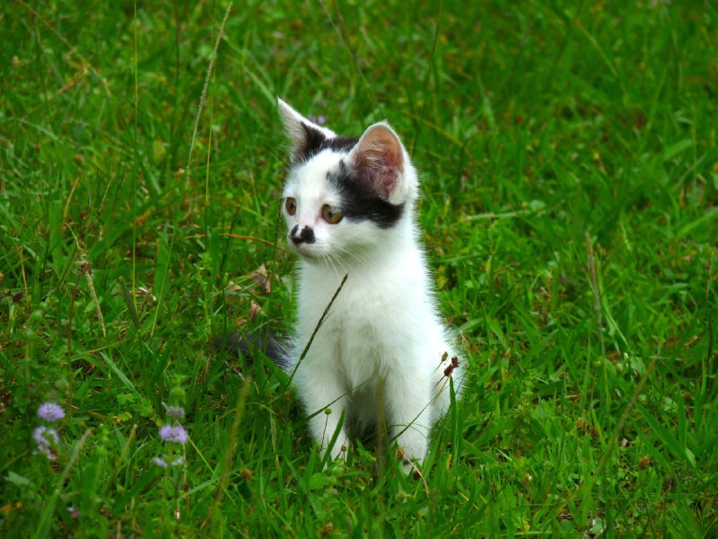 Котенок Чаплин ищет дом 3