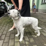 Потерявшаяся собака 2