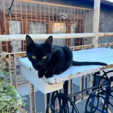 Черная кошечка 3
