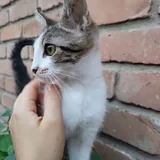Котенок Космо 5
