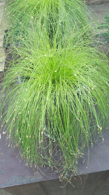 Глоксиния, жиросжигатель, L-карнитин, ВСАА, креатин, морской коллаген, ыотиния 4