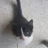 Котята 2